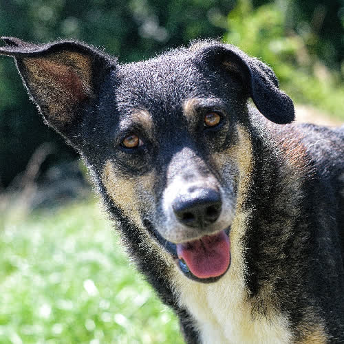 Psy ze schroniska do adopcji Roxi