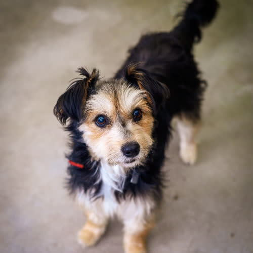 Psy ze schroniska do adopcji Gagatek