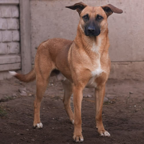 Psy ze schroniska do adopcji Kodak