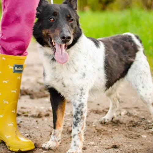 Psy ze schroniska do adopcji Łatek 