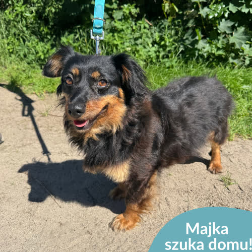 Psy ze schroniska do adopcji Maja
