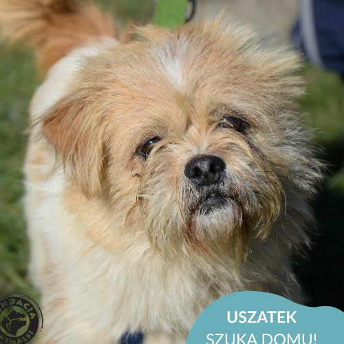 Psy ze schroniska do adopcji USZATEK