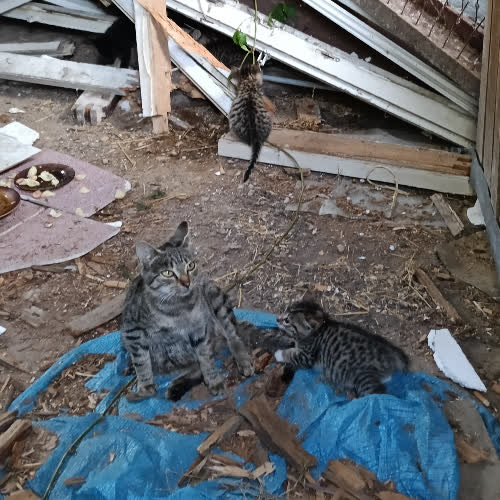 Koty ze schroniska do adopcji Małe kotki