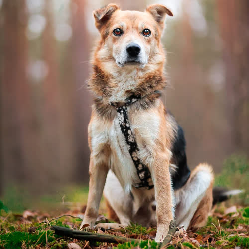 Psy ze schroniska do adopcji Wiper