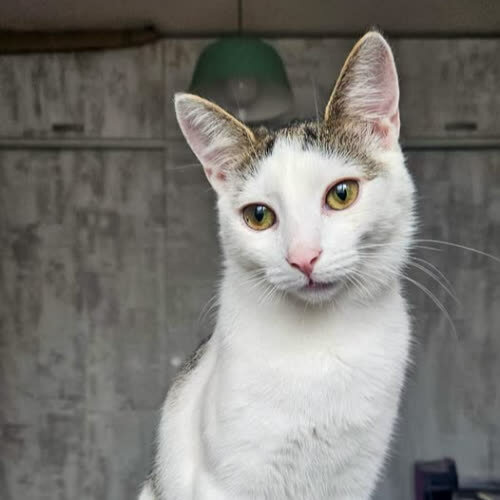 Koty ze schroniska do adopcji 