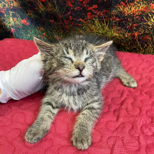 Koty ze schroniska do adopcji Kasztanek