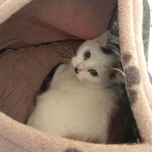 Koty ze schroniska do adopcji Jesień 