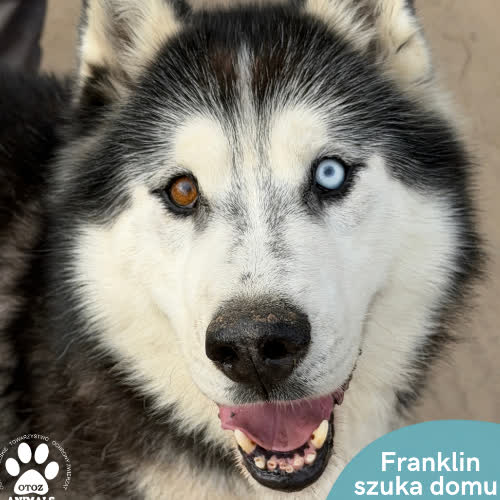 Psy ze schroniska do adopcji Franklin