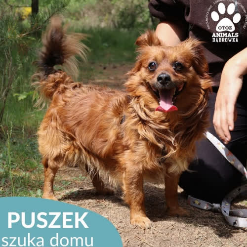 Psy ze schroniska do adopcji Puszek