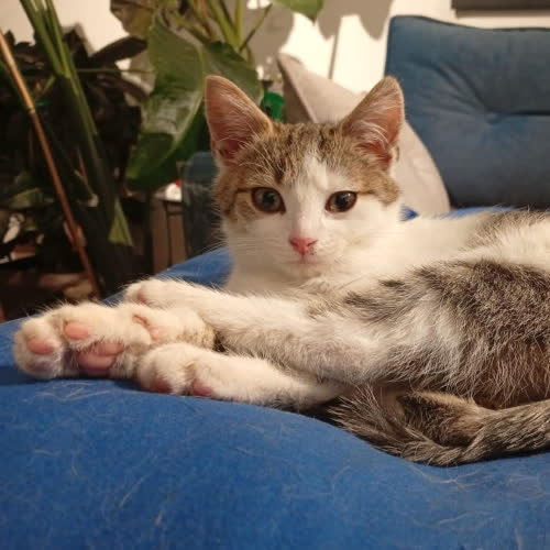 Koty ze schroniska do adopcji Verka