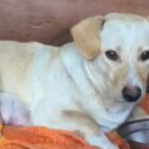 Psy ze schroniska do adopcji Zora