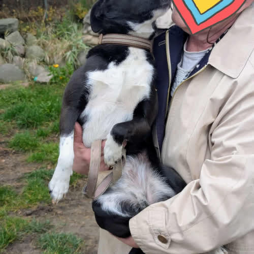 Psy ze schroniska do adopcji Larysek