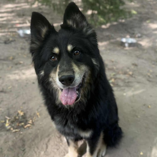 Psy ze schroniska do adopcji Max