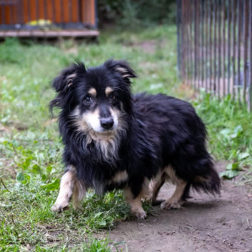 Kazik