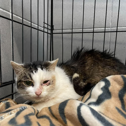 Koty ze schroniska do adopcji B6