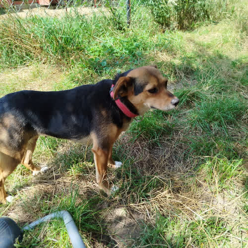 Psy ze schroniska do adopcji Diana