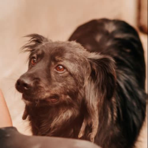 Psy ze schroniska do adopcji Wituś