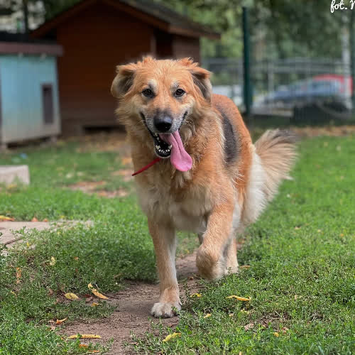 Psy ze schroniska do adopcji Aura