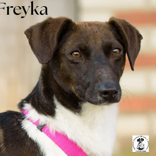 Psy ze schroniska do adopcji Freyka