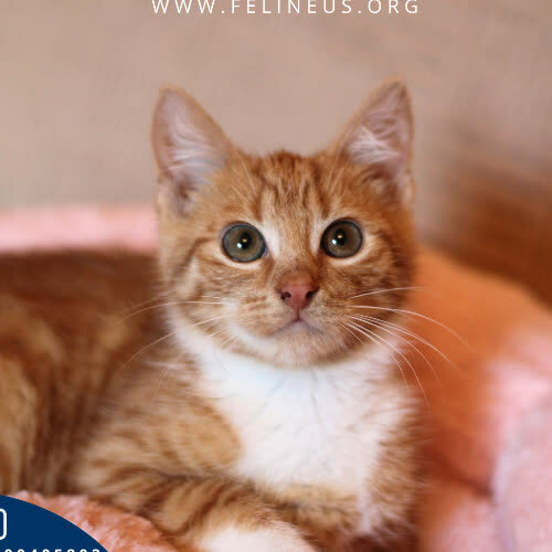 Koty ze schroniska do adopcji Fred