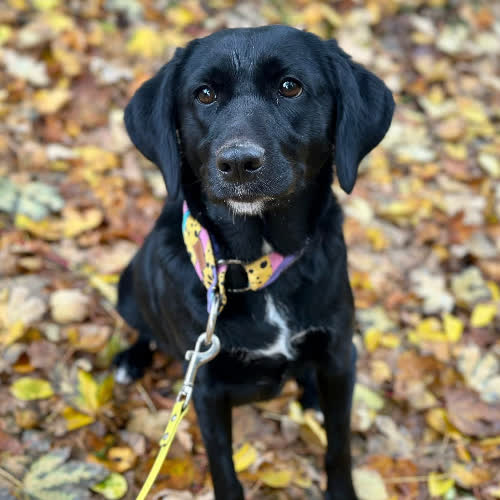 Psy ze schroniska do adopcji Honda