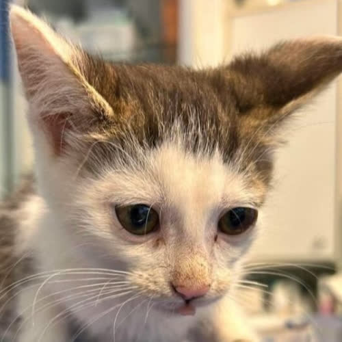 Koty ze schroniska do adopcji Kociak dziewczynka