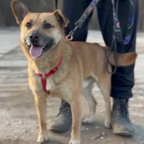 Psy ze schroniska do adopcji Miodek