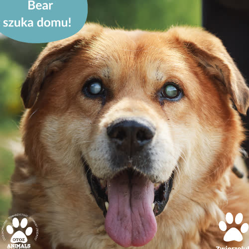 Psy ze schroniska do adopcji Bear