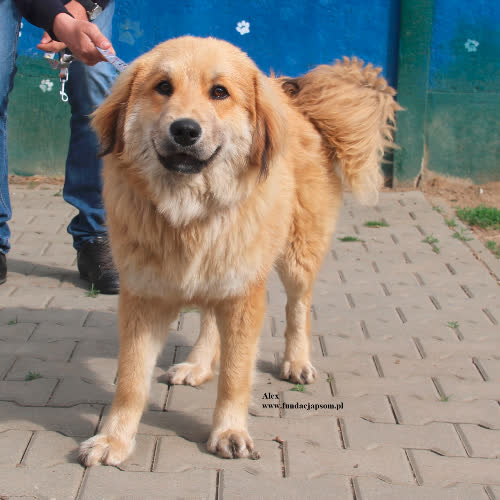 Psy ze schroniska do adopcji Alex
