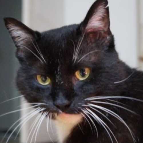 Koty ze schroniska do adopcji Skoczek