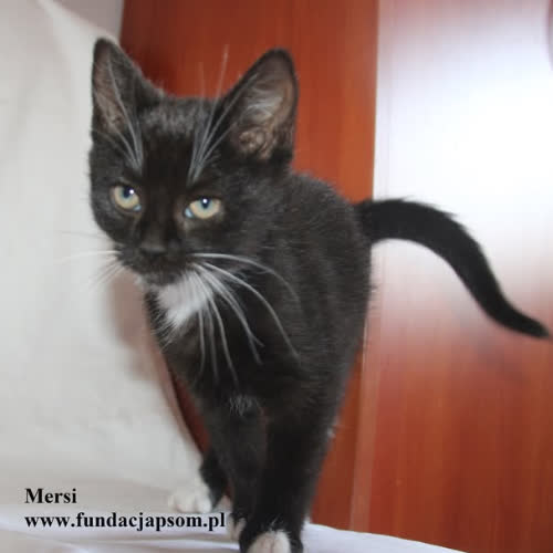 Mersi