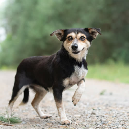 Psy ze schroniska do adopcji Maciupka RILU 