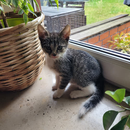 Koty ze schroniska do adopcji Szarik
