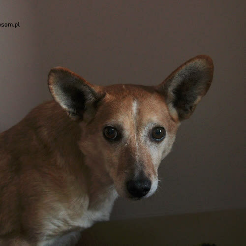 Psy ze schroniska do adopcji Ruda