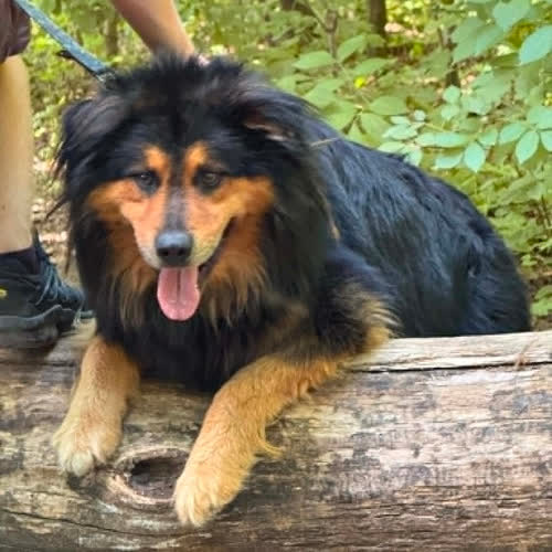Psy ze schroniska do adopcji Mastif Tybetański 