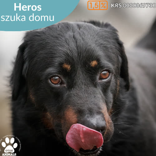 Psy ze schroniska do adopcji Heros