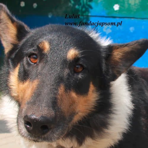 Psy ze schroniska do adopcji Luluś