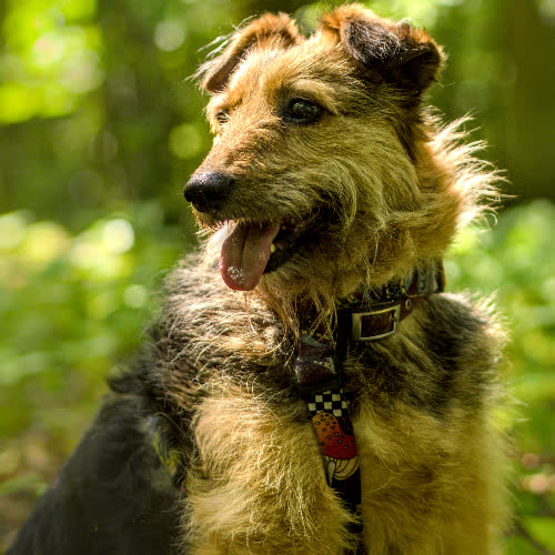 Psy ze schroniska do adopcji Bambosz