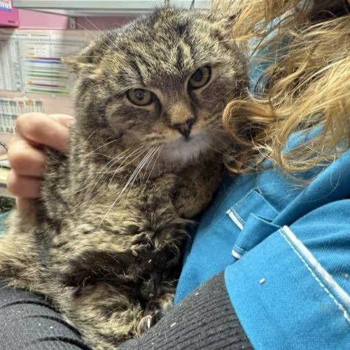 Koty ze schroniska do adopcji Puchatek