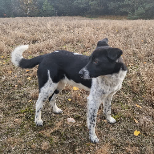 Psy ze schroniska do adopcji Sunia