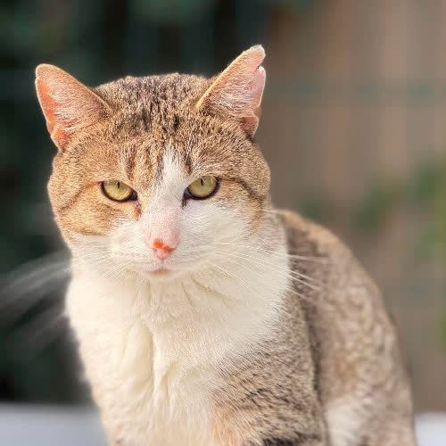 Francisco