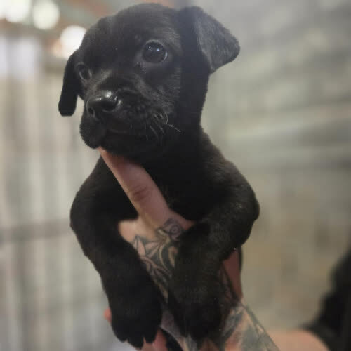 Psy ze schroniska do adopcji Piesek szczeniak 