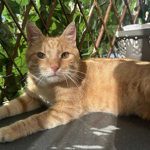 Koty ze schroniska do adopcji Tweety pilne 