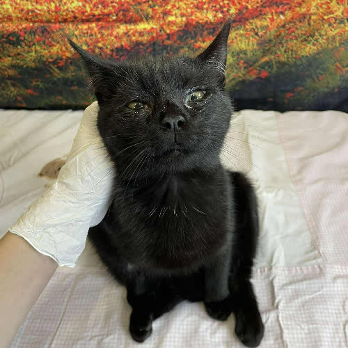 Koty ze schroniska do adopcji A119