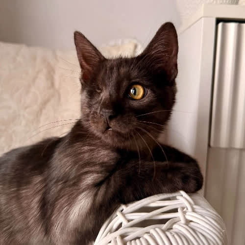 Koty ze schroniska do adopcji Lolly