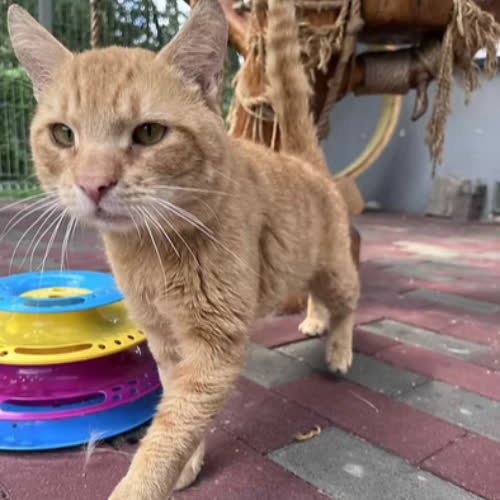 Koty ze schroniska do adopcji DŻONSI