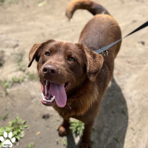 Psy ze schroniska do adopcji Brownie