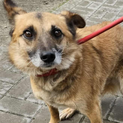 Psy ze schroniska do adopcji Dinuś