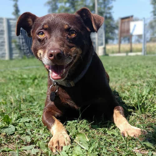 Psy ze schroniska do adopcji Mario