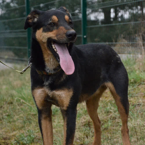 Psy ze schroniska do adopcji GROSZEK